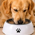 Bodylurevia™ SplashGuard No-Spill Water Bowl