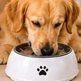 Bodylurevia™ SplashGuard No-Spill Water Bowl