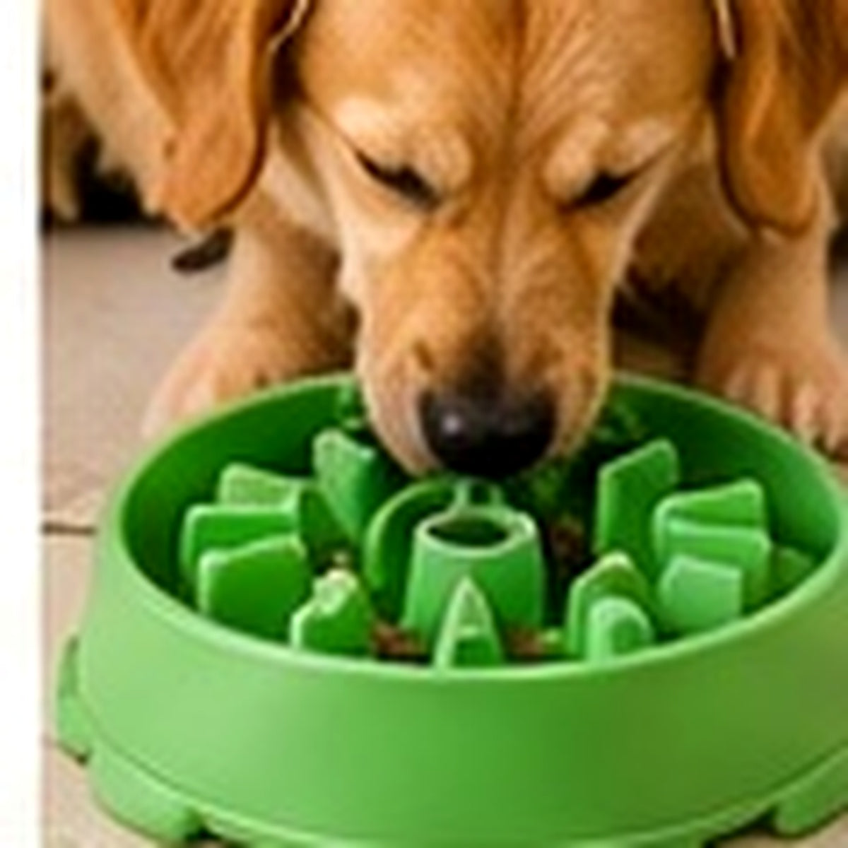 Bodylurevia™ SlowFeast Interactive Slow Feeder